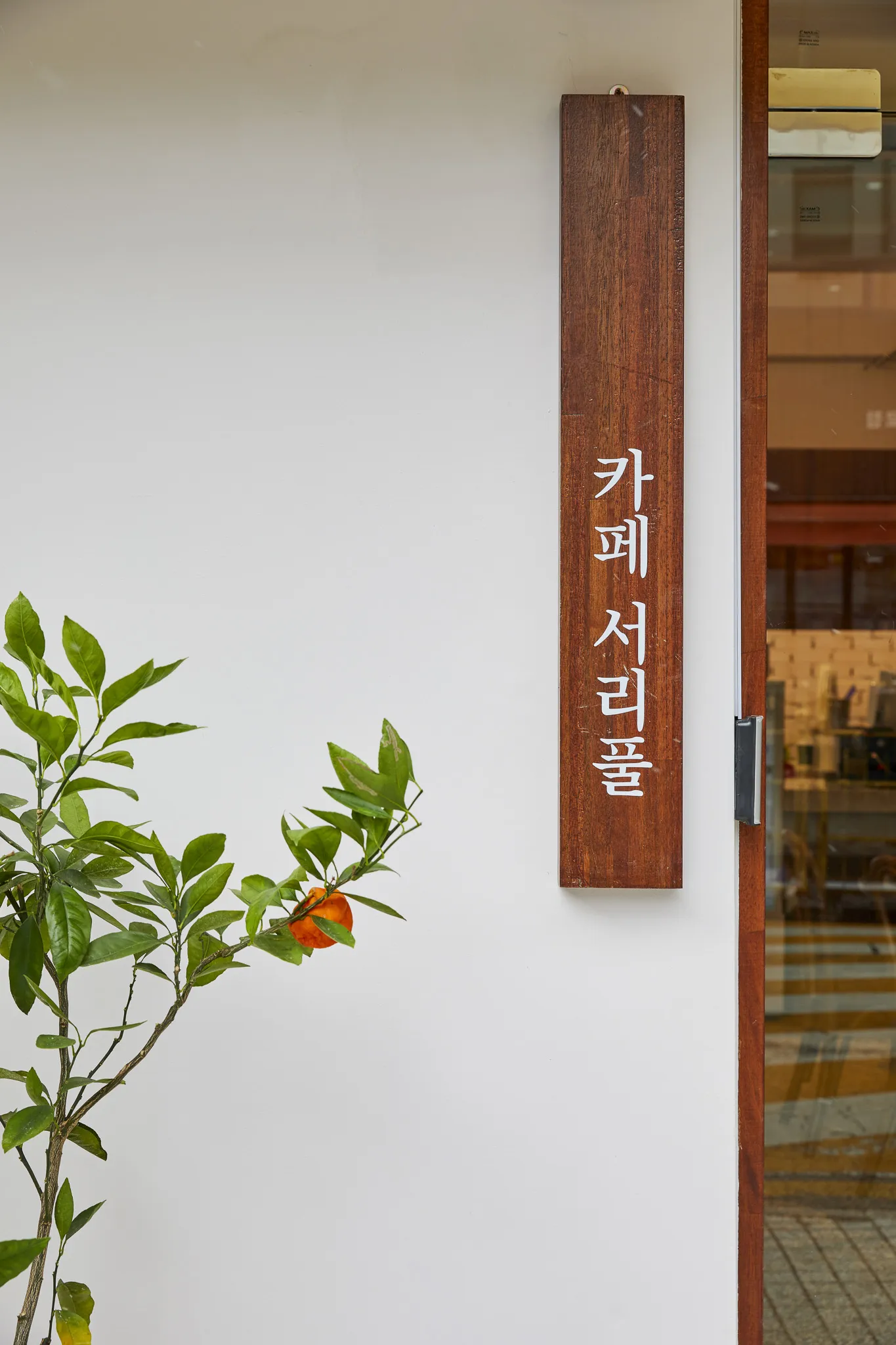 카페 서리풀 원목 세로 간판과 열매 달린 귤나무