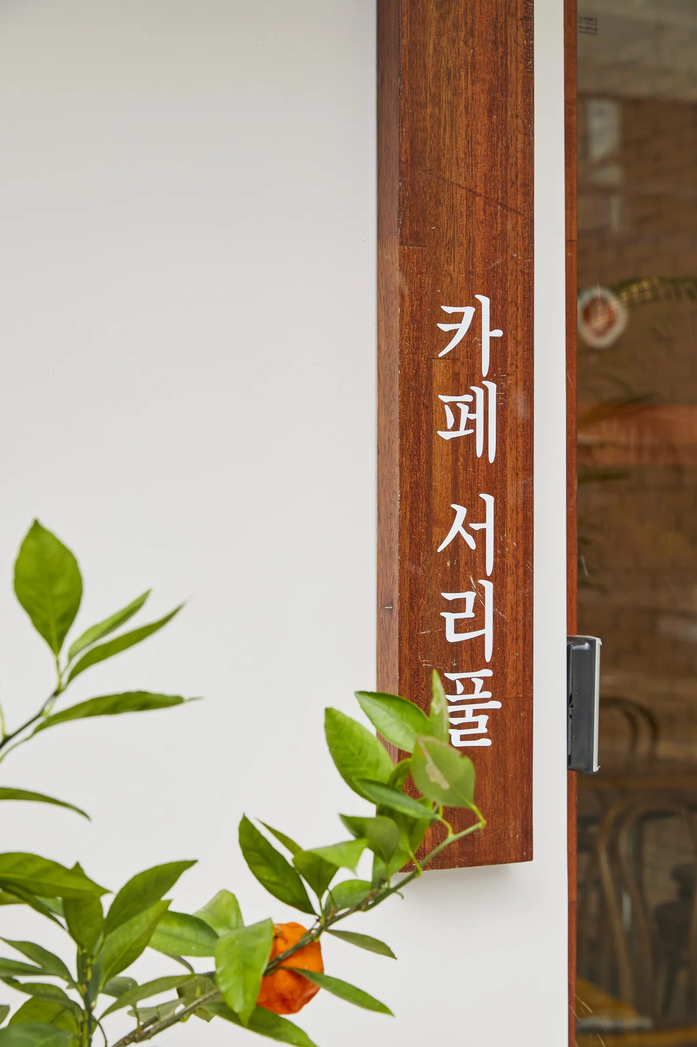 카페 서리풀 세로 간판 아래 귤나무 가지 클로즈업